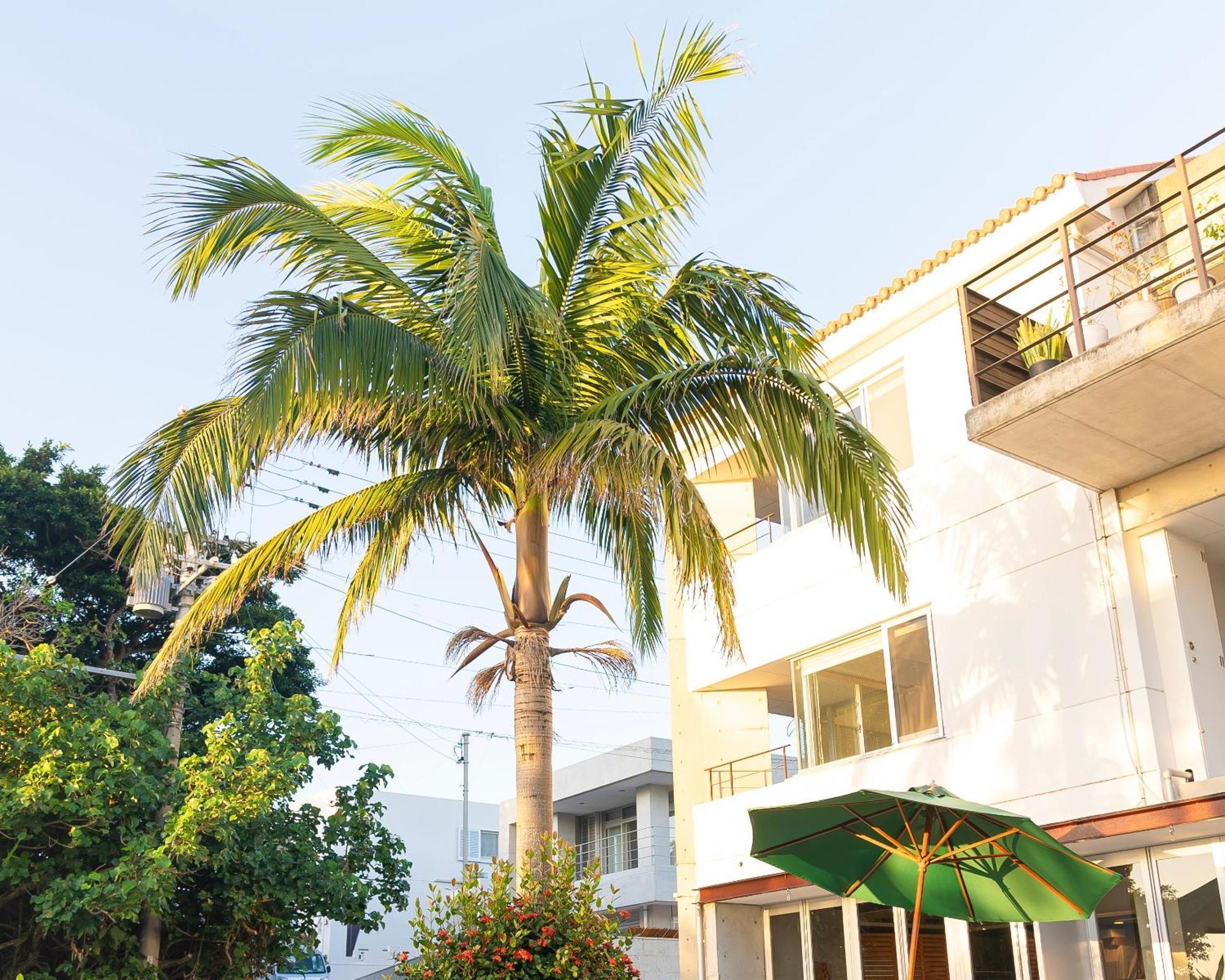Hotel Alaise De Bale Ishigaki à Ishigaki  Extérieur photo